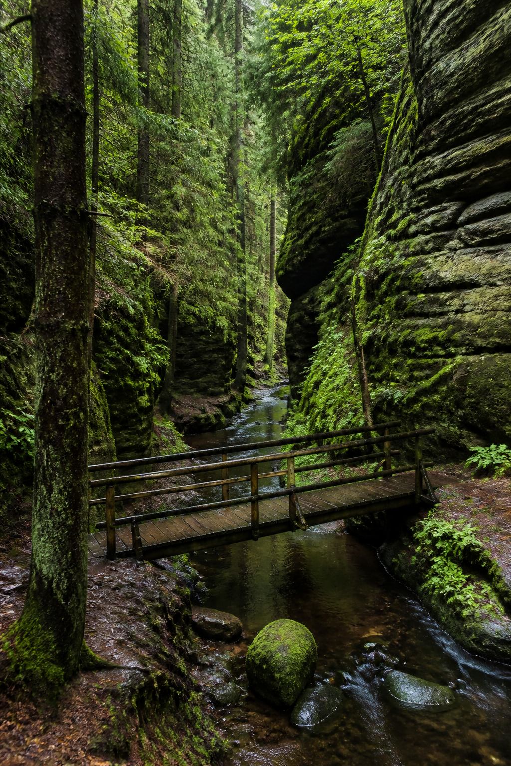 Moosige Schlucht mit Bach und Fichten im Kirnitzschtal