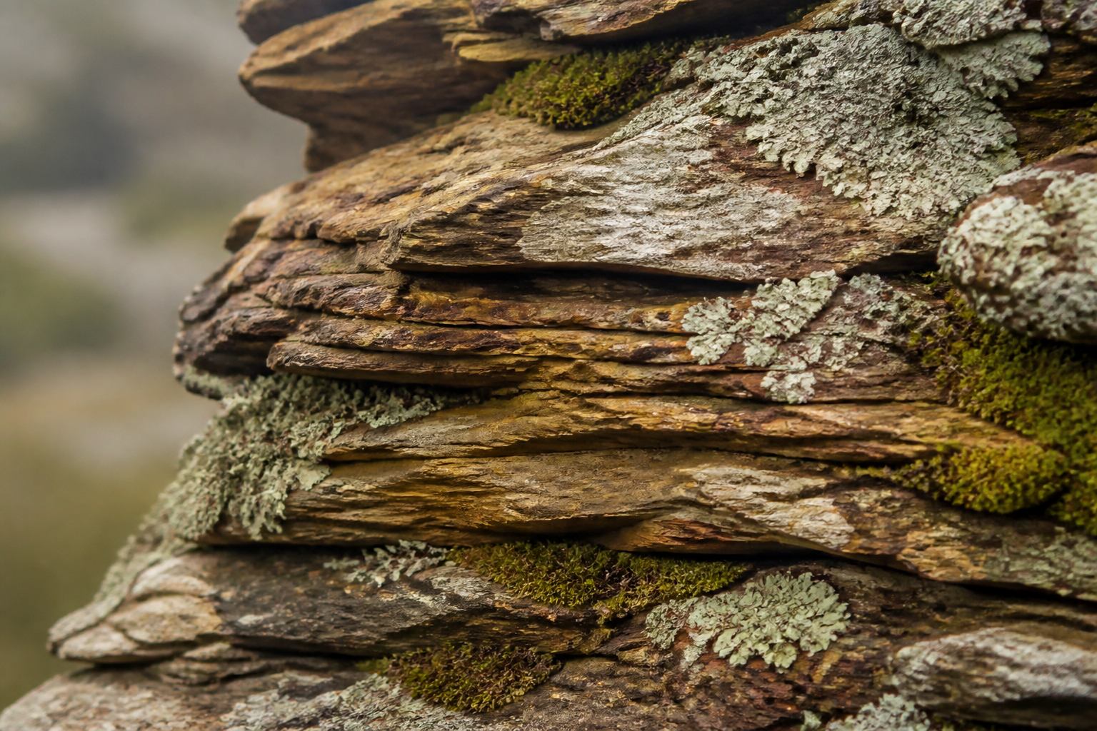 Detail von Sandsteinschichtung und Moos